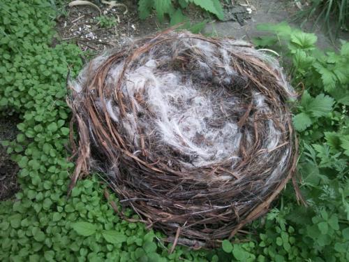 Как сделать гнездо для аиста своими руками из веток декоративное. Гнездо из веток — 60 фото, как свить декоративное украшение своими руками