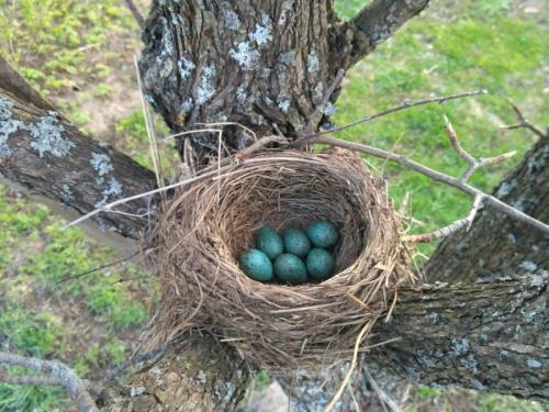 Как сделать гнездо для аиста своими руками из веток декоративное. Гнездо из веток — 60 фото, как свить декоративное украшение своими руками