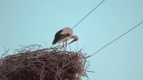 Гнездо аиста своими руками для сада и огорода. Гнездо аиста — узнайте где строят гнезда аисты и как привлечь внимание молодого аиста к своему участку (115 фото + видео)