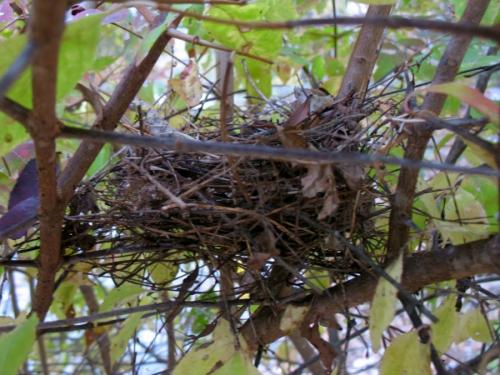 Как сделать гнездо для аиста своими руками из веток декоративное. Гнездо из веток — 60 фото, как свить декоративное украшение своими руками