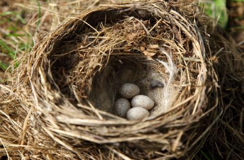 Как сделать гнездо для аиста своими руками из веток декоративное. Гнездо из веток — 60 фото, как свить декоративное украшение своими руками