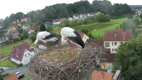 Гнездо аиста своими руками для сада и огорода. Гнездо аиста — узнайте где строят гнезда аисты и как привлечь внимание молодого аиста к своему участку (115 фото + видео)