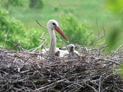 Гнездо аиста своими руками для сада и огорода. Гнездо аиста — узнайте где строят гнезда аисты и как привлечь внимание молодого аиста к своему участку (115 фото + видео)