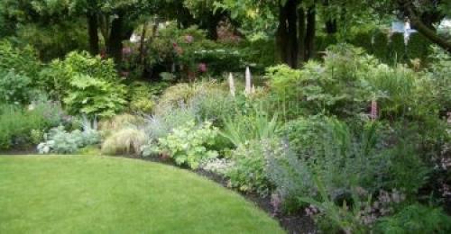 Какие деревья посадить на участке вдоль забора. Что посадить вдоль забора в тени?