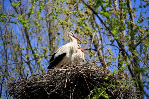 Гнездо аиста своими руками для сада и огорода. Гнездо аиста — узнайте где строят гнезда аисты и как привлечь внимание молодого аиста к своему участку (115 фото + видео)