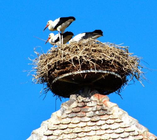 Гнездо аиста своими руками для сада и огорода. Гнездо аиста — узнайте где строят гнезда аисты и как привлечь внимание молодого аиста к своему участку (115 фото + видео)