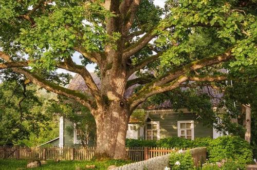 Какие деревья нельзя сажать возле дома. Какие деревья по приметам нельзя сажать рядом с домом