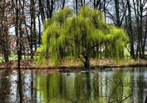 Плакучая ива. Ива плакучая