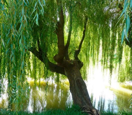 Ива кустарник или дерево. Ботаническое описание