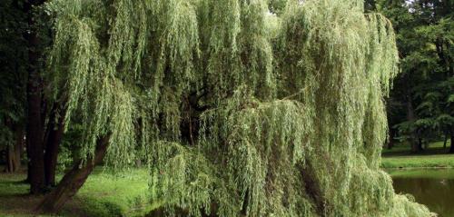 Плакучая ива. Ива плакучая
