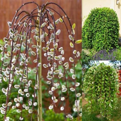 Ива виды и сорта. Описание растения: как выглядит ива