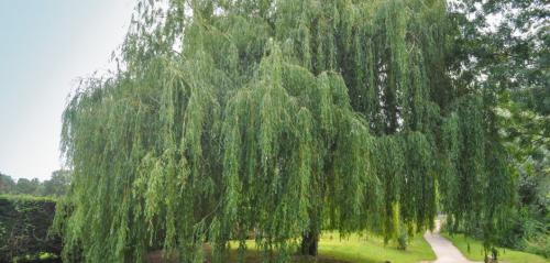 Плакучая ива. Ива плакучая