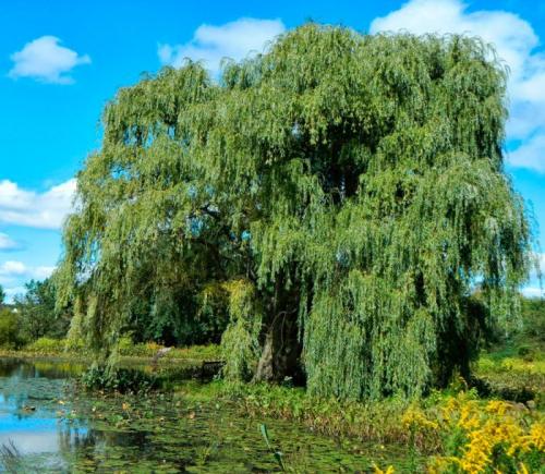 Ива кустарник или дерево. Ботаническое описание