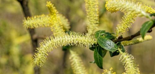 Плакучая ива. Ива плакучая