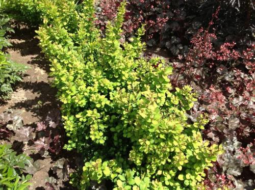 Растения для ландшафтного дизайна садового участка. Декоративные растения — стильные идеи оформления сада и участка. 105 фото и основные варианты благоустройства