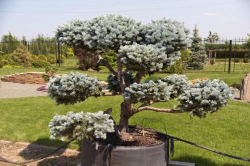 Растения для ландшафтного дизайна садового участка. Декоративные растения — стильные идеи оформления сада и участка. 105 фото и основные варианты благоустройства