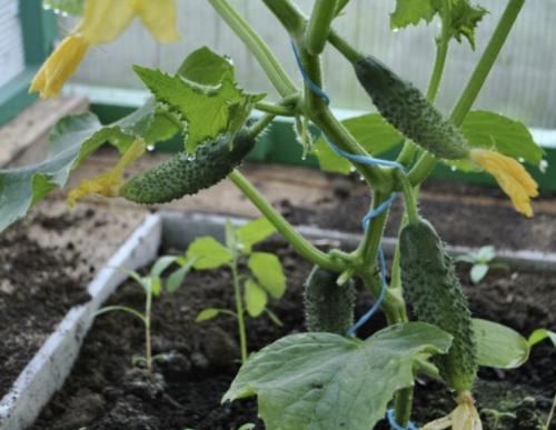 Обработка огурцов сывороткой с йодом в открытом грунте. В чем плюсы раствора