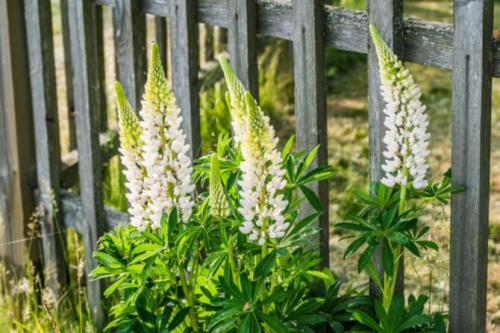 Какие цветы посадить вдоль забора, чтобы цвели все лето