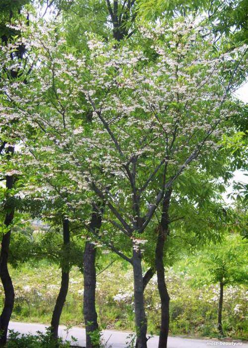 Деревья для ландшафтного дизайна. 20 самых красивых деревьев для сада