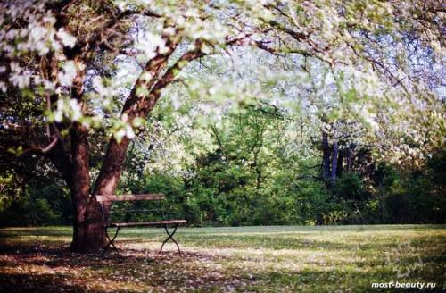 Деревья для ландшафтного дизайна. 20 самых красивых деревьев для сада