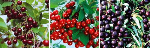 Вишня на дереве. ЧТО НУЖНО УЧИТЫВАТЬ ПРИ УХОДЕ ЗА ВИШНЕЙ