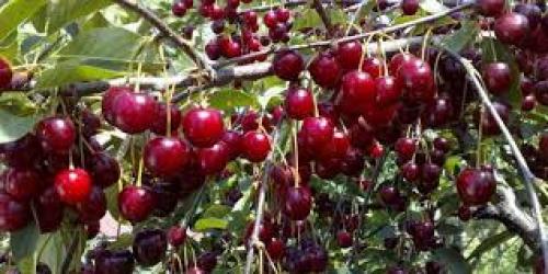 К чему снится вишня на дереве. Общее толкование