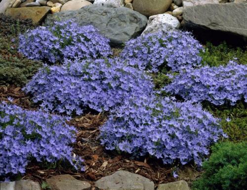 Растения для ландшафтного дизайна садового участка. Декоративные растения — стильные идеи оформления сада и участка. 105 фото и основные варианты благоустройства