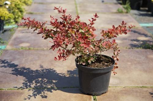 Растения для ландшафтного дизайна садового участка. Декоративные растения — стильные идеи оформления сада и участка. 105 фото и основные варианты благоустройства