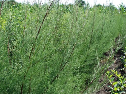 Растения для ландшафтного дизайна садового участка. Декоративные растения — стильные идеи оформления сада и участка. 105 фото и основные варианты благоустройства