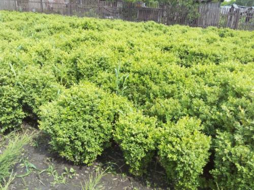 Растения для ландшафтного дизайна садового участка. Декоративные растения — стильные идеи оформления сада и участка. 105 фото и основные варианты благоустройства