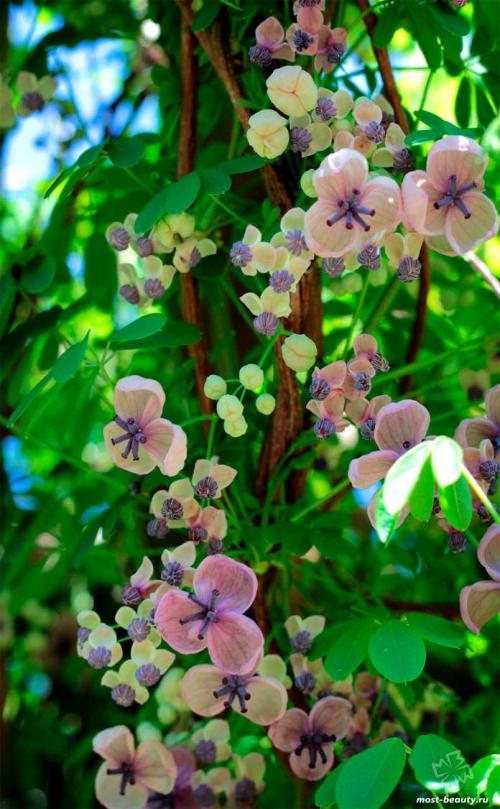 Деревья для ландшафтного дизайна. 20 самых красивых деревьев для сада