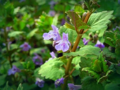 Какие цветы посадить вдоль забора, чтобы цвели все лето