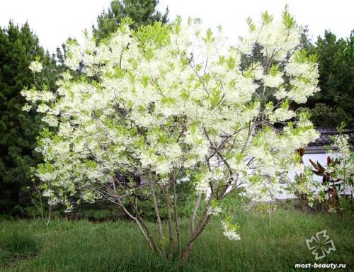 Деревья для ландшафтного дизайна. 20 самых красивых деревьев для сада
