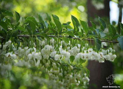 Деревья для ландшафтного дизайна. 20 самых красивых деревьев для сада