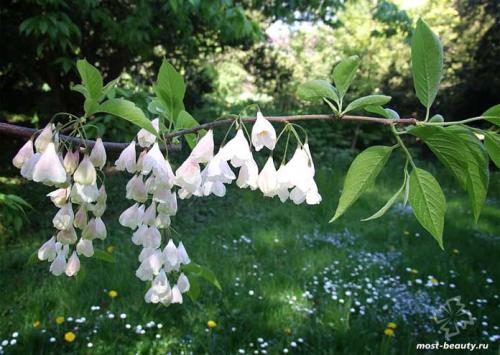 Деревья для ландшафтного дизайна. 20 самых красивых деревьев для сада