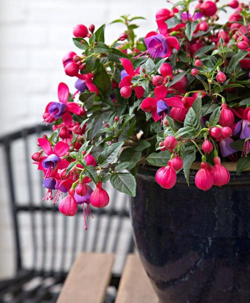 Растения для ландшафтного дизайна садового участка. Декоративные растения — стильные идеи оформления сада и участка. 105 фото и основные варианты благоустройства