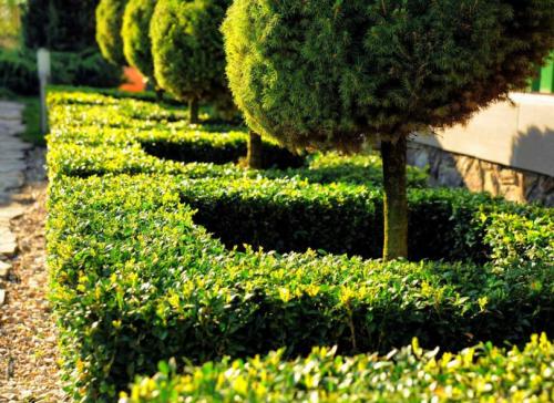 Растения для ландшафтного дизайна садового участка. Декоративные растения — стильные идеи оформления сада и участка. 105 фото и основные варианты благоустройства