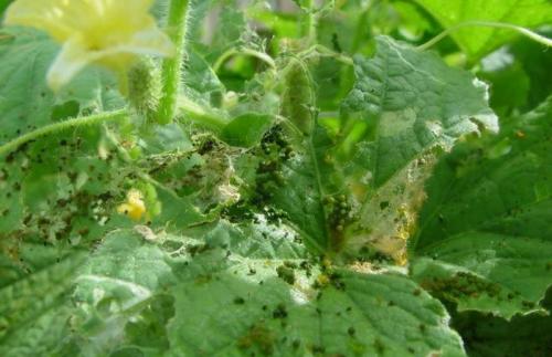 Обработка огурцов сывороткой и йодом в теплице. Полезные свойства кисломолочного продукта