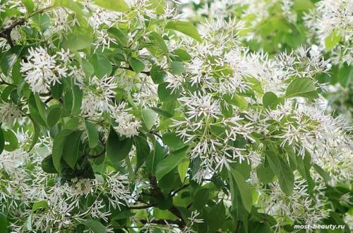 Деревья для ландшафтного дизайна. 20 самых красивых деревьев для сада