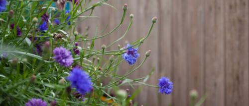 Какие цветы посадить вдоль забора, чтобы цвели все лето