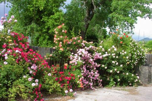 Красивый палисадник перед домом своими руками в деревне. Определяемся со стилем