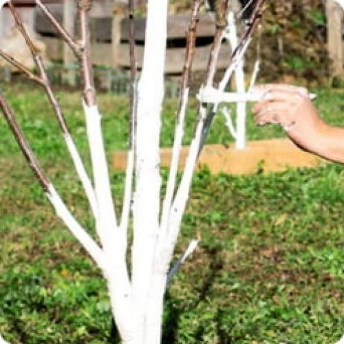 Вишня на дереве. ЧТО НУЖНО УЧИТЫВАТЬ ПРИ УХОДЕ ЗА ВИШНЕЙ