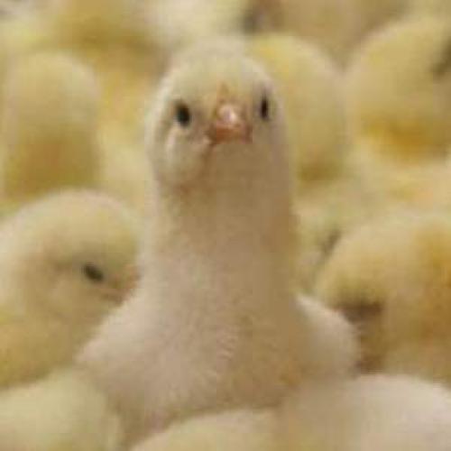 Что едят цыплята. Кормление суточных цыплят 02