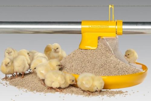 Чем кормить месячных цыплят. Чем и как кормить цыплят с первого дня жизни