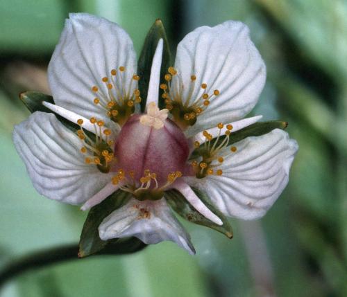 Самоопыляемые плодовые деревья. Самоплодные сорта плодовых деревьев