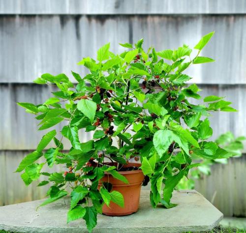 Фруктовые деревья дома. Фруктовый сад в городской квартире: 7 красивых идей