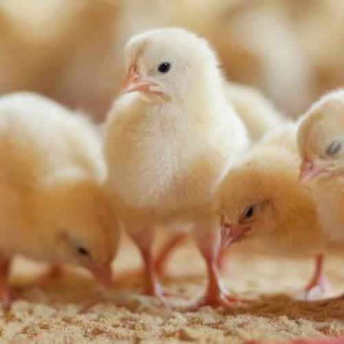 Что едят цыплята. Кормление суточных цыплят 03