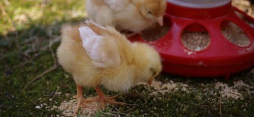 Чем кормить месячных цыплят. Чем и как кормить цыплят с первого дня жизни