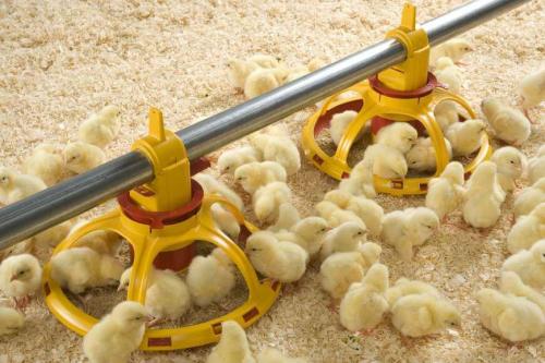 Чем кормить месячных цыплят. Чем и как кормить цыплят с первого дня жизни