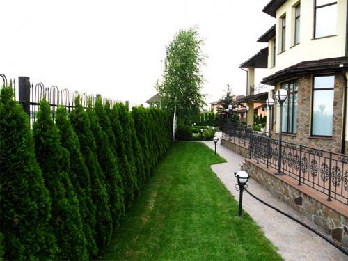 Деревья вдоль забора со стороны улицы. Какие растения лучше высаживать на участке вдоль забора